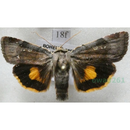 Noctua janthina Denis & Schiffermüller, 1775 Rolnica przepaska Czech18f